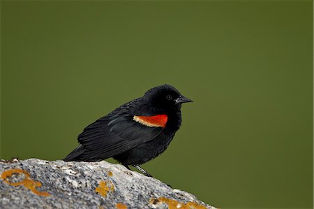 simsearch:841-06446818,k - Male Red-Winged Blackbird (Agelaius phoeniceus), Yellowstone National Park, Wyoming, United States of America, North America Stock Photo - Rights-Managed, Code: 841-07590281