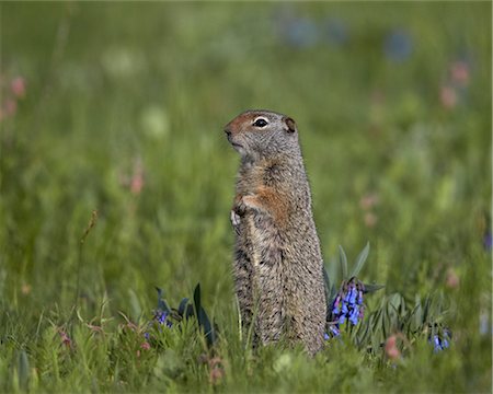 simsearch:841-07913862,k - Uinta Ground Squirrel (Urocitellus armatus) among Mountain Bluebell (Mertensia ciliata), Yellowstone National Park, Wyoming, United States of America, North America Stock Photo - Rights-Managed, Code: 841-07590282