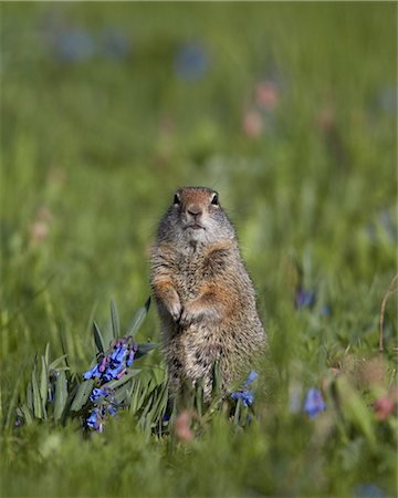 simsearch:841-07913862,k - Uinta Ground Squirrel (Urocitellus armatus) among Mountain Bluebell (Mertensia ciliata), Yellowstone National Park, Wyoming, United States of America, North America Stock Photo - Rights-Managed, Code: 841-07590283