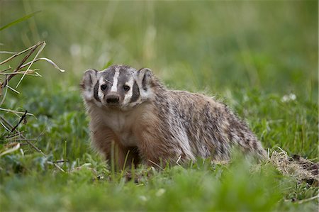 simsearch:841-06446818,k - Badger (Taxidea taxus), Yellowstone National Park, Wyoming, United States of America, North America Stock Photo - Rights-Managed, Code: 841-07590290