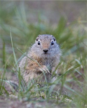 simsearch:841-07913862,k - Young Uinta Ground Squirrel (Urocitellus armatus), Yellowstone National Park, Wyoming, United States of America, North America Stock Photo - Rights-Managed, Code: 841-07590293