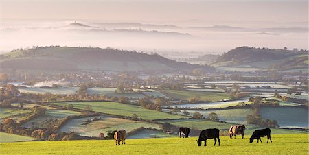 rustique - Cattle graze on the Mendip Hills, with dramatic views to Glastonbury beyond, Somerset, England, United Kingdom, Europe Photographie de stock - Rights-Managed, Code: 841-07590365