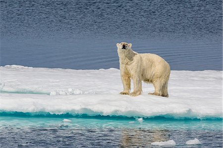 polar bear - Adult polar bear (Ursus maritimus) on ice floe, Cumberland Peninsula, Baffin Island, Nunavut, Canada, North America Stock Photo - Rights-Managed, Code: 841-07653020