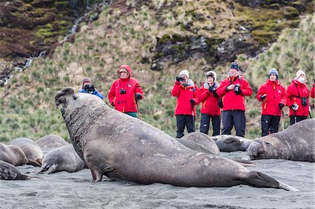 pinnipedia - Southern elephant seal (Mirounga leonina), visitors watch males challenging each other at Gold Harbour, South Georgia, UK Overseas Protectorate, Polar Regions Photographie de stock - Rights-Managed, Code: 841-07653050