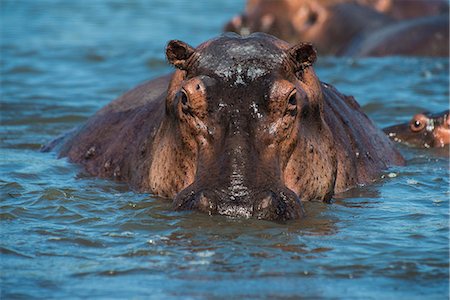 Hippopotamus (Hippopotamus amphibious), Murchison Falls National Park, Uganda, East Africa, Africa Stock Photo - Rights-Managed, Code: 841-07653390