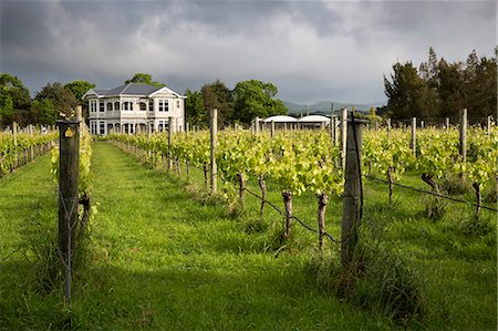 Vineyards of the Cambridge Road Winery, Martinborough, Wellington region, North Island, New Zealand, Pacific Foto de stock - Con derechos protegidos, Código: 841-07653532