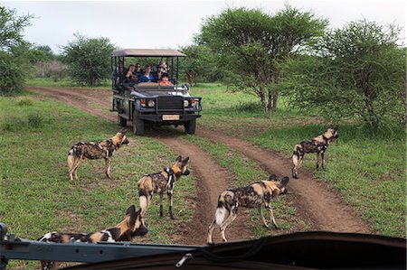 simsearch:6108-06906290,k - African wild dogs (Lycaon pictus) and game viewing vehicle, Madikwe Game Reserve, South Africa, Africa Stock Photo - Rights-Managed, Code: 841-07673385