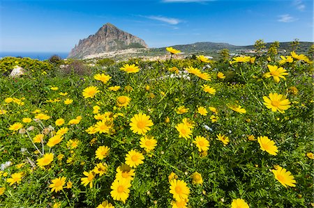 european wild flowers - Spring flowers and 659m limestone Monte Cefano, a Nature Reserve and hiking and climbing spot northeast of Trapani, Custonaci, Sicily, Italy, Mediterranean, Europe Stock Photo - Rights-Managed, Code: 841-07673483