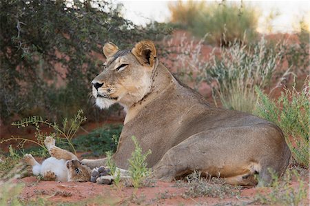 Lioness (Panthera leo) with small cub, Kgalagadi Transfrontier Park, South Africa, Africa Photographie de stock - Rights-Managed, Code: 841-07782265