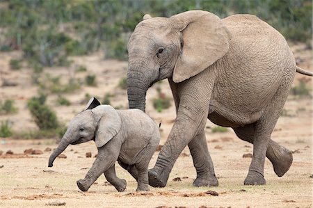 elephant - African elephant (Loxodonta africana) and calf, running to water, Addo Elephant National Park, South Africa, Africa Stock Photo - Rights-Managed, Code: 841-07782274