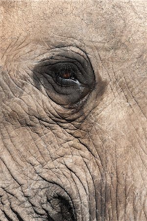simsearch:841-07782300,k - African elephant eye (Loxodonta africana), Addo Elephant National Park, South Africa, Africa Stock Photo - Rights-Managed, Code: 841-07782279