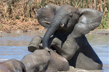 simsearch:841-07782300,k - African elephants (Loxodonta africana) drinking and bathing at Hapoor waterhole, Addo Elephant National Park, Eastern Cape, South Africa, Africa Stock Photo - Rights-Managed, Code: 841-07782285