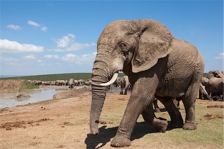 simsearch:841-07782300,k - African elephants (Loxodonta africana) at Hapoor waterhole, Addo Elephant National Park, South Africa, Africa Stock Photo - Rights-Managed, Code: 841-07782288