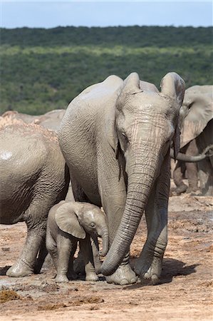 simsearch:841-07782300,k - African elephant (Loxodonta africana) mother and baby at Hapoor waterhole, Addo Elephant National Park, Eastern Cape, South Africa, Africa Stock Photo - Rights-Managed, Code: 841-07782283