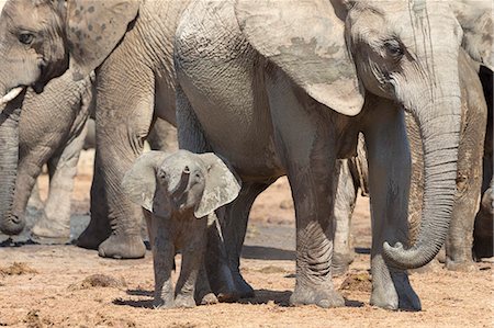 Elephant (Loxodonta africana) calf, Addo Elephant National Park, South Africa, Africa Stock Photo - Rights-Managed, Code: 841-07782295