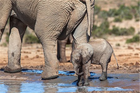 simsearch:841-07782300,k - Elephant (Loxodonta africana) calf at water, Addo Elephant National Park, South Africa, Africa Stock Photo - Rights-Managed, Code: 841-07782296