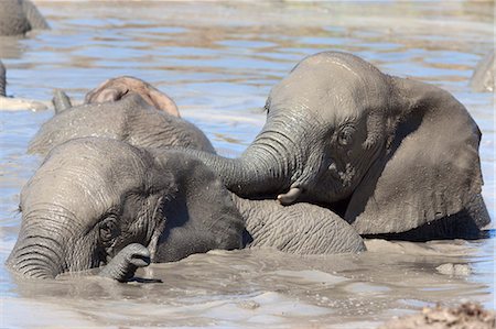 simsearch:841-07782300,k - Elephants (Loxodonta africana) playing in water, Addo Elephant National Park, South Africa, Africa Stock Photo - Rights-Managed, Code: 841-07782297