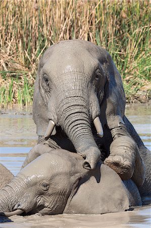 simsearch:841-07782300,k - Elephants (Loxodonta africana) playing in water, Addo Elephant National Park, South Africa, Africa Stock Photo - Rights-Managed, Code: 841-07782298