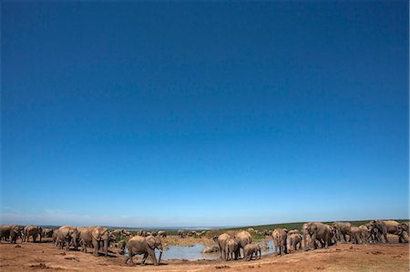 simsearch:841-07782300,k - Elephants (Loxodonta africana) at water, Addo Elephant National Park, South Africa, Africa Stock Photo - Rights-Managed, Code: 841-07782299