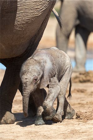 simsearch:841-07782300,k - Elephants (Loxodonta africana) new-born, Addo Elephant National Park, South Africa, Africa Stock Photo - Rights-Managed, Code: 841-07782293