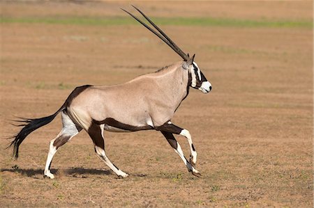 Gemsbok (Oryx gazella gazella) running, Kgalagadi Transfrontier Park, Northern Cape, South Africa, Africa Foto de stock - Con derechos protegidos, Código: 841-07782328