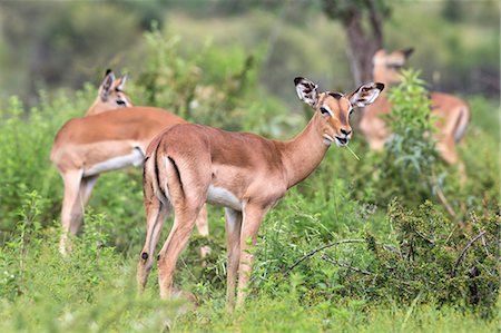 Impala (Aepyceros melampus) herd with young male feeding, Pilanesberg Game Reserve, North West province, South Africa, Africa Stock Photo - Rights-Managed, Code: 841-07782329