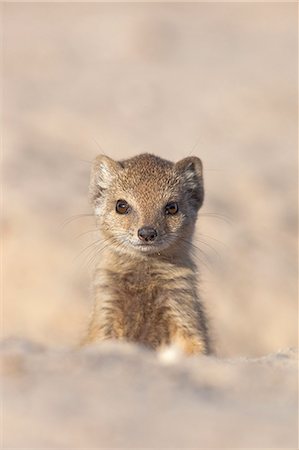 Yellow mongoose (Cynictis penicillata) young, Kgalagadi Transfrontier Park, South Africa, Africa Photographie de stock - Rights-Managed, Code: 841-07782339