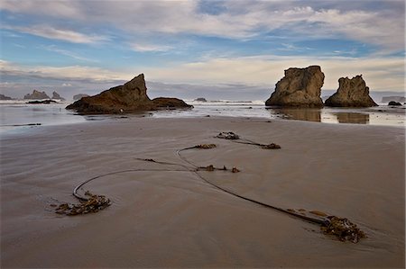 Bull kelp seaweed, Bandon Beach, Oregon, United States of America, North America Stock Photo - Rights-Managed, Code: 841-07782388