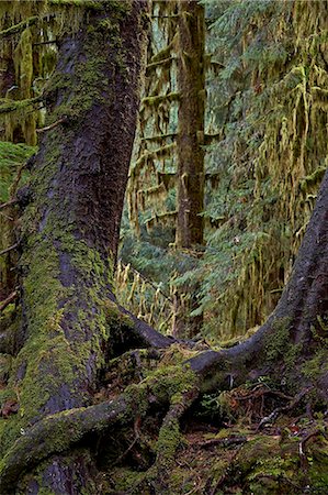 simsearch:841-07201608,k - Moss-covered tree trunks in the rainforest, Olympic National Park, UNESCO World Heritage Site, Washington State, United States of America, North America Photographie de stock - Rights-Managed, Code: 841-07782396