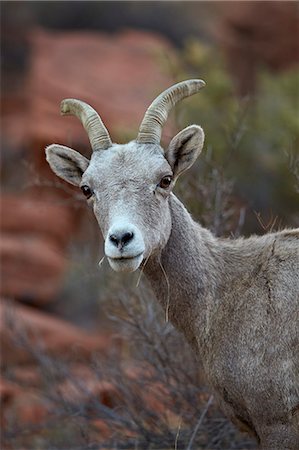 ram (animal) - Desert Bighorn Sheep (Ovis canadensis nelsoni) ram, Valley of Fire State Park, Nevada, United States of America, North America Stock Photo - Rights-Managed, Code: 841-07782408