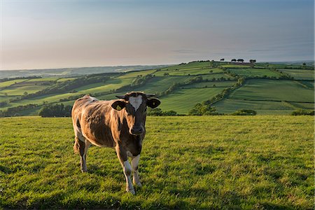 Cow grazing in beautiful rolling countryside, Devon, England, United Kingdom, Europe Stock Photo - Rights-Managed, Code: 841-07782484