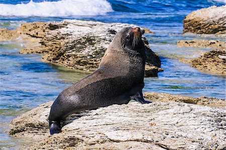 seal (animal) - Fur seal (Callorhinus ursinus), Kaikoura Peninsula, South Island, New Zealand, Pacific Stock Photo - Rights-Managed, Code: 841-07782776