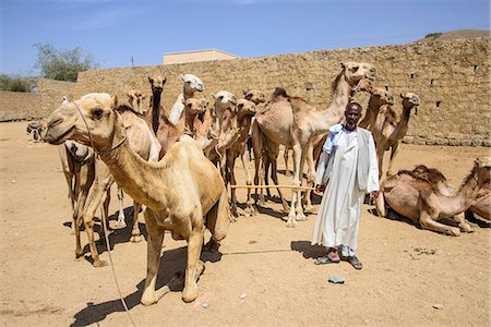 simsearch:841-07081180,k - Man presenting his camels for sale at the camel market of Keren, Eritrea, Africa Stock Photo - Rights-Managed, Code: 841-07782935