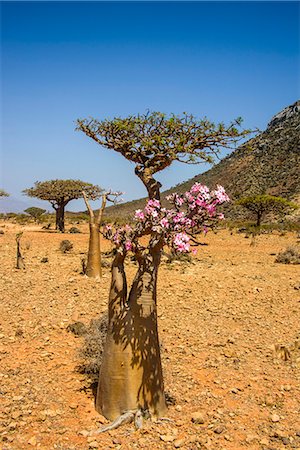 Bottle tree in bloom (Adenium obesum), endemic tree of Socotra, Homil Protected Area, island of Socotra, UNESCO World Heritage Site, Yemen, Middle East Stock Photo - Rights-Managed, Code: 841-07782962