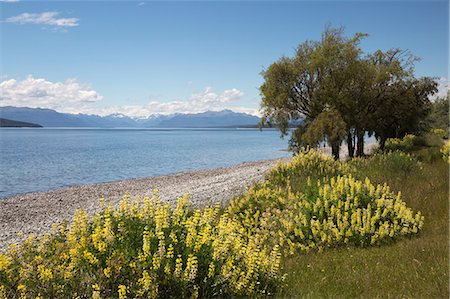 flowers in water - Lake Te Anau, Te Anau, Southland, South Island, New Zealand, Pacific Stock Photo - Rights-Managed, Code: 841-07783032