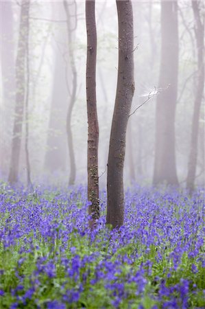 Bluebell wood in morning mist, Lower Oddington, Cotswolds, Gloucestershire, United Kingdom, Europe Stock Photo - Rights-Managed, Code: 841-07783085