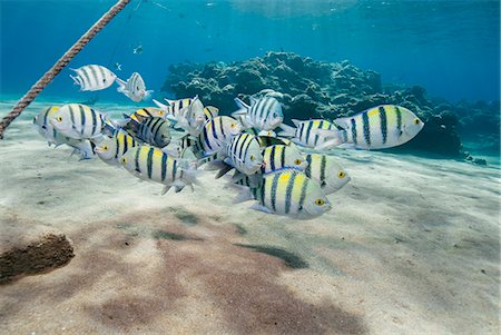 simsearch:841-06617132,k - Small school of sergeant major fish (Abudefduf vaigiensis) in shallow sandy bay, Naama Bay, Sharm El Sheikh, Red Sea, Egypt, North Africa, Africa Stock Photo - Rights-Managed, Code: 841-07783205