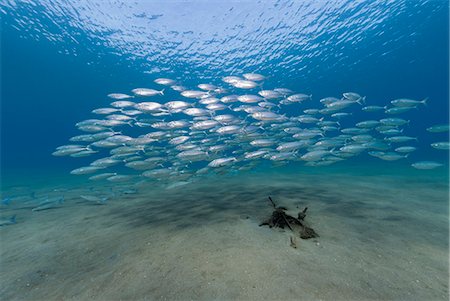 simsearch:841-06617132,k - Small school of Indian mackerel (Rastrelliger kanagurta) in shallow water, Naama Bay, Sharm El Sheikh, Red Sea, Egypt, North Africa, Africa Stock Photo - Rights-Managed, Code: 841-07783206