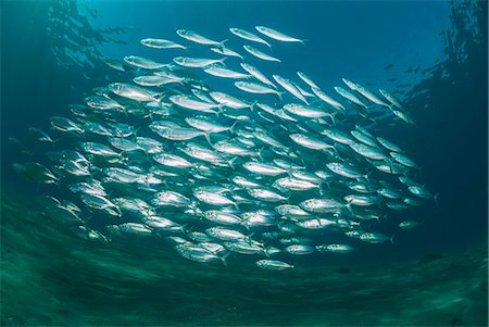 simsearch:841-06617132,k - Small school of Indian mackerel (Rastrelliger kanagurta) in shallow water, Naama Bay, Sharm El Sheikh, Red Sea, Egypt, North Africa, Africa Stock Photo - Rights-Managed, Code: 841-07783208