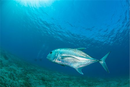 simsearch:841-06617132,k - Giant trevally (Caranx ignobilis) swimming above sea grass field, Naama Bay, Ras Mohammed National Park, Sharm El Sheikh, Red Sea, Egypt, North Africa, Africa Stock Photo - Rights-Managed, Code: 841-07783202
