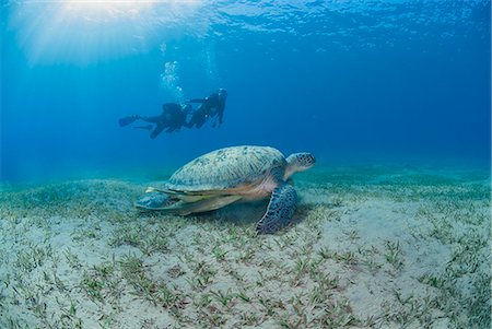 simsearch:841-06617132,k - Green sea turtle (Chelonia mydas) resting on sea grass with on-looking scuba divers, Naama Bay, Ras Mohammed National Park, Sharm El Sheikh, Red Sea, Egypt, North Africa, Africa Stock Photo - Rights-Managed, Code: 841-07783203