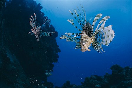 simsearch:841-06617132,k - Common lionfish (Pterois miles), front view, Naama Bay, Ras Mohammed National Park, Sharm El Sheikh, Red Sea, Egypt, North Africa, Africa Stock Photo - Rights-Managed, Code: 841-07783218