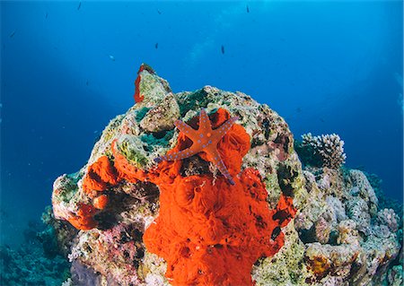 simsearch:841-06617132,k - Ghardaqa sea star (Fromia ghardaqana), Naama Bay, Ras Mohammed National Park, Sharm El Sheikh, Red Sea, Egypt, North Africa, Africa Stock Photo - Rights-Managed, Code: 841-07783211