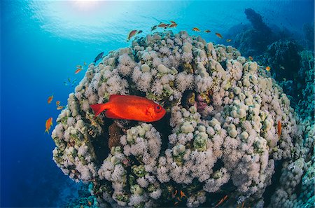 simsearch:841-06617132,k - Common bigeye (Priacanthus hamrur), sheltering next to coral reef, Ras Mohammed National Park, Red Sea, Egypt, North Africa, Africa Stock Photo - Rights-Managed, Code: 841-07783223