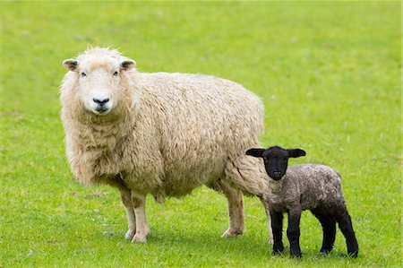 Sheep ewe and black lamb in Exmoor National Park, Somerset, England, United Kingdom, Europe Stock Photo - Rights-Managed, Code: 841-07801536