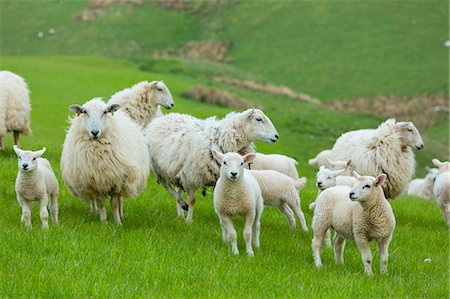 Flock of sheep ewes and lambs in the Brecon Beacons in Wales, United Kingdom, Europe Photographie de stock - Rights-Managed, Code: 841-07801539