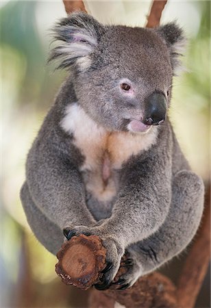 Koala (Phascolarctos Cinereous) sitting on eucalyptus tree branch, Brisbane, Queensland, Australia, Pacific Foto de stock - Con derechos protegidos, Código: 841-07801577