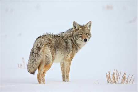 simsearch:841-07913862,k - Coyote (Canis latrans) in the snow, Yellowstone National Park, Wyoming, United States of America, North America Stock Photo - Rights-Managed, Code: 841-07913837