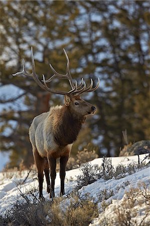 Bull elk (Cervus canadensis) in the snow, Yellowstone National Park, UNESCO World Heritage Site, Wyoming, United States of America, North America Stock Photo - Rights-Managed, Code: 841-07913839