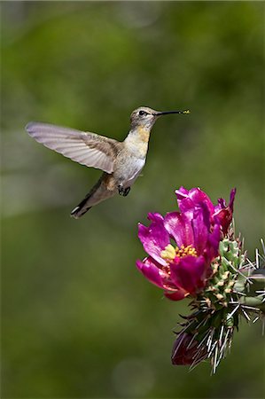 Female broad-tailed hummingbird (Selasphorus platycercus) feeding at a Walkingstick Cholla (Cane Cholla) (Opuntia spinosior), Arizona, United States of America, North America Foto de stock - Con derechos protegidos, Código: 841-07913854